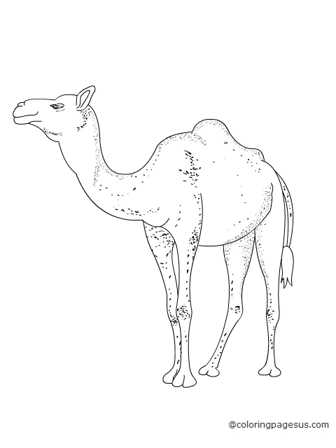 camel03 coloring page