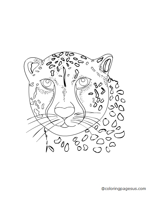 cheetah02 coloring page