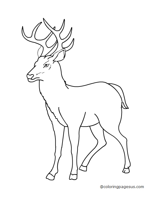 deer04 coloring page