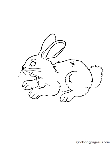 rabbit01 coloring page