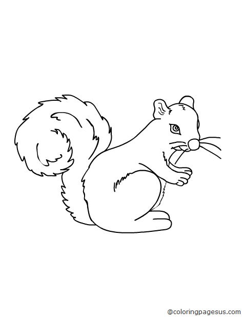 squirell02 coloring page