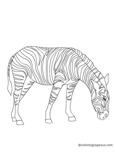 zebra04 coloring page