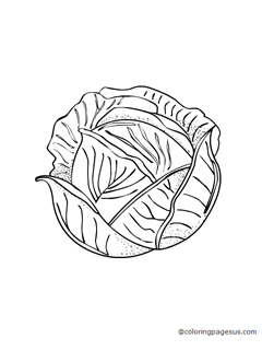 cabbage02 coloring page