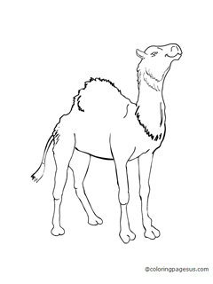 camel04 coloring page