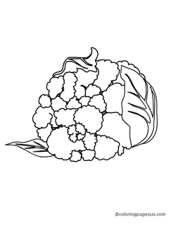 cauliflower01 coloring page