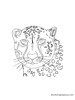 cheetah02 coloring page