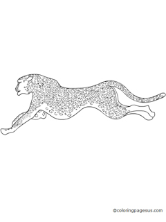 cheetah04 coloring page
