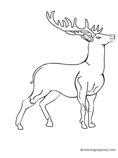 elk01 coloring page
