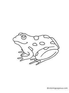 frog03 coloring page