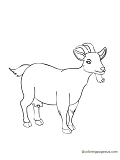 goat03 coloring page
