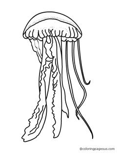 jellyfish02 coloring page