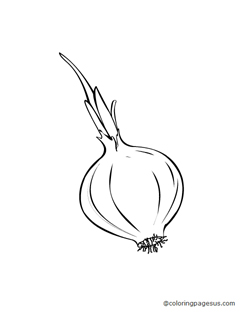 onion01 coloring page