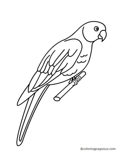parrot01 coloring page