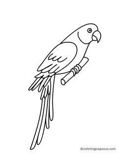 parrot03 coloring page