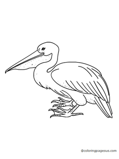 pelican02 coloring page
