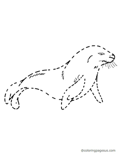 sealion05 coloring page