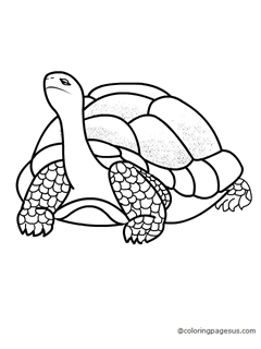 tortoise01 coloring page
