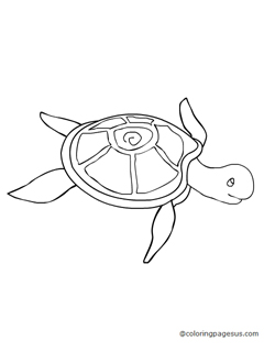 tortoise04 coloring page