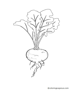 turnip03 coloring page