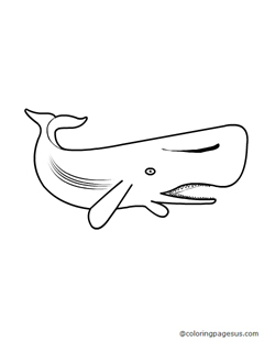 whale04 coloring page
