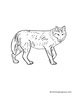 wolf01 coloring page