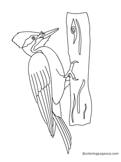 woodpecker01 coloring page