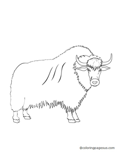 yak01 coloring page