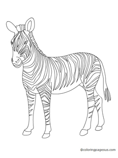 zebra03 coloring page